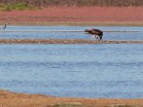 visarend met vangs 190  Onvolwasse Visarend - immature Fish Eagle with catch : frieda